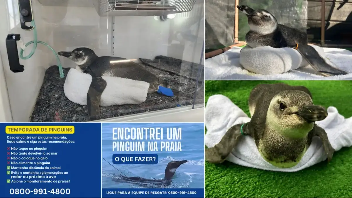 Imagem ilustrativa da matéria: Vinte pinguins são resgatados na Região dos Lagos; saiba como agir ao encontrar um